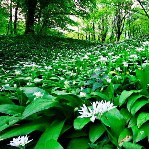 Der Bärlauch (Allium ursinum) ist eine Pflanzenart aus der Gattung Allium und somit verwandt mit Schnittlauch, Zwiebel und Knoblauch. Die in Europa und Teilen Asiens vor allem in Wäldern verbreitete und häufige, früh im Jahr austreibende Pflanzenart ist ein geschätztes Wildgemüse und wird vielfach gesammelt. Bärlauch wird auch Bärenlauch, Knoblauchspinat, wilder Knoblauch, Waldknoblauch, Rinsenknoblauch, Hundsknoblauch, Hexenzwiebel, Zigeunerlauch,[2] Ramsen oder Waldherre genannt.